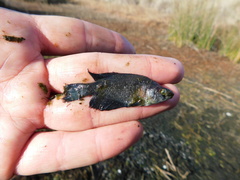 Austrolebias bellottii