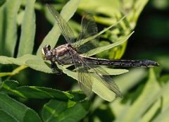 Phanogomphus descriptus
