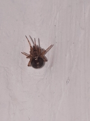 Araneae