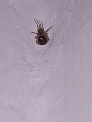 Araneae