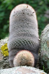 Mammillaria spinosissima spinosissima