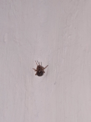 Araneae