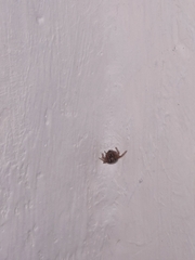 Araneae