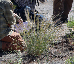 Elymus multisetus