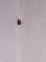 Araneae