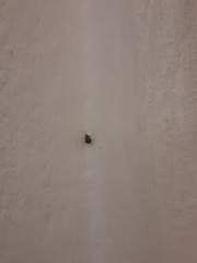 Araneae