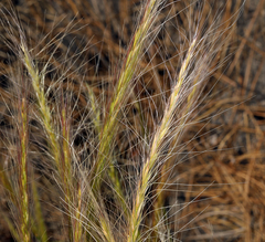Elymus multisetus