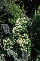Pimelea longifolia