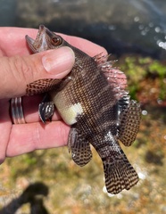 Serranus subligarius