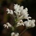 Conospermum taxifolium - Photo (c) Sharon Pearson,  זכויות יוצרים חלקיות (CC BY-NC), הועלה על ידי Sharon Pearson