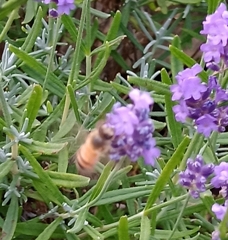 Apis mellifera