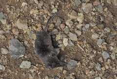 Sorex minutus