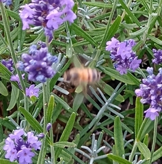 Apis mellifera