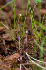 Euphrasia wettsteinii