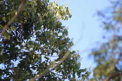 Abutilon densiflorum