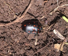 Pachycoris klugii