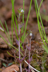 Euphrasia wettsteinii