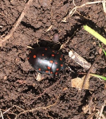 Pachycoris klugii
