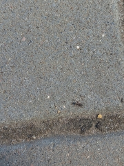 Formica cinerea