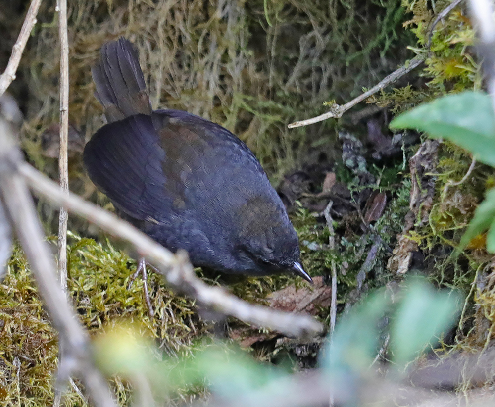 Utcubamba Tapaculo (Scytalopus intermedius)