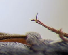 Melanotus americanus