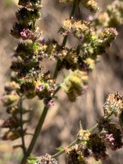 Mesosphaerum pectinatum