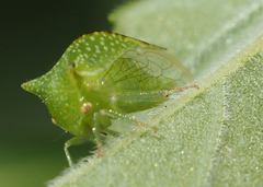 Stictocephala bisonia