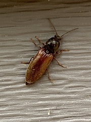 Hemicrepidius decoloratus