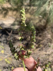 Mesosphaerum pectinatum