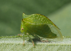 Stictocephala bisonia