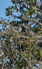 Liolaemus fitzingerii