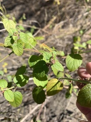 Mesosphaerum pectinatum