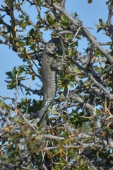 Liolaemus fitzingerii