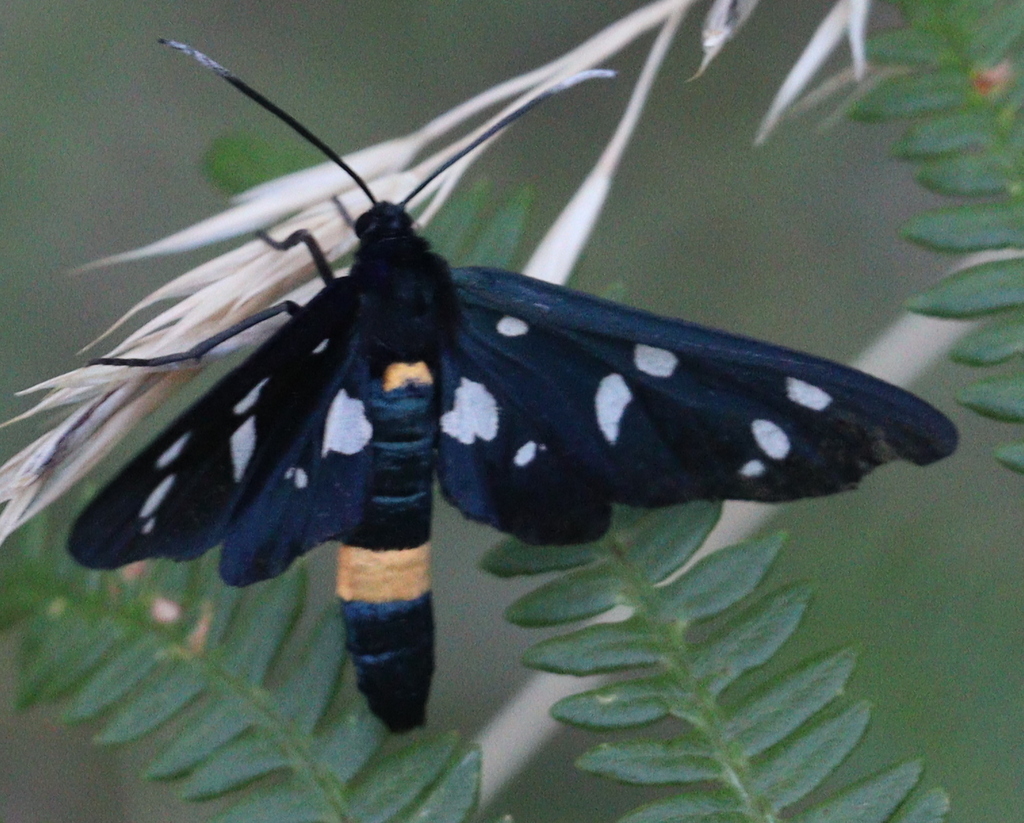 Amata ragazzii