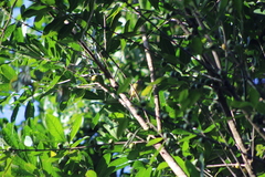 Todirostrum cinereum