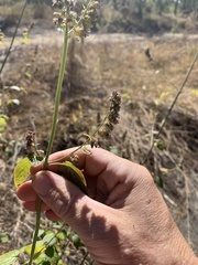 Mesosphaerum pectinatum