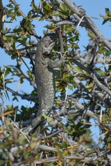 Liolaemus fitzingerii