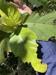 Ficus congesta
