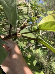 Ficus congesta