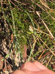Lachnaea elsieae