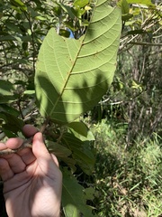Ficus congesta