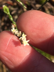 Lachnaea elsieae