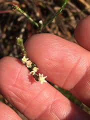 Lachnaea elsieae