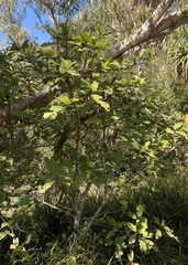 Ficus congesta