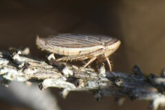 Artianus interstitialis