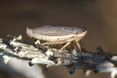 Artianus interstitialis