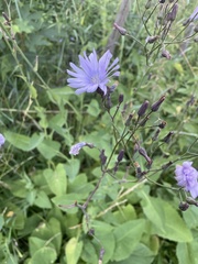 Cicerbita macrophylla