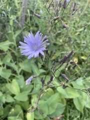 Cicerbita macrophylla