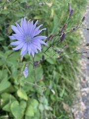 Cicerbita macrophylla