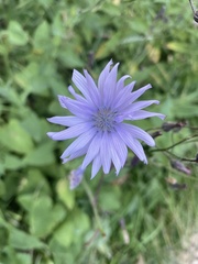 Cicerbita macrophylla